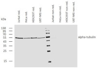 Tubulin alpha chain, Biotin conjugated (clone TU-01) in the group Antibodies Plant/Algal / Loading Controls at Agrisera AB (Antibodies for research) (AS21 4624)